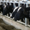 Dūklavs: Situācija piena nozarē pasliktinās, steidzami nepieciešams ES atbalsts